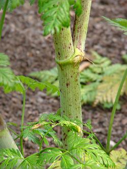 poison hemlock ،  Carrot Fern ، devil's bread ، spotted corobane ، spotted hemlock